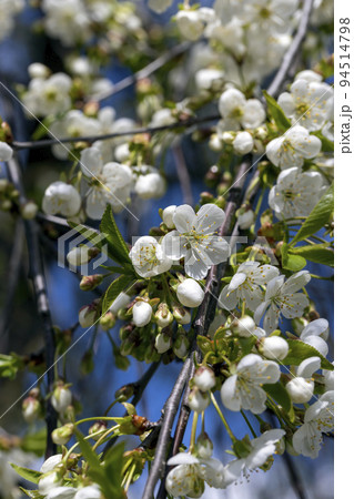 apple fruit trees blooming in the spring season apple fruit trees blooming in the spring season 94514798