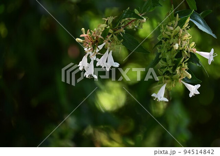 アベリアの白花 アベリアの白花 94514842