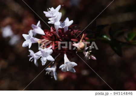 アベリアの白花 アベリアの白花 94514846