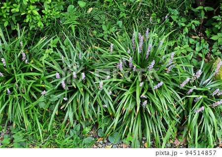 ヤブラン 94514857