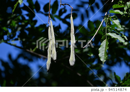 藤の実(豆果) 藤の実(豆果) 94514874