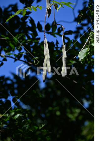 藤の実（豆果） 94514875