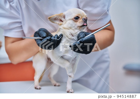 Small chihuahua dog being examined by a dentist doctor in a veterinary clinic. Pets, medicine, care, animals concept Small chihuahua dog being examined by a dentist doctor in a veterinary clinic. Pets, medicine, care, animals concept 94514887