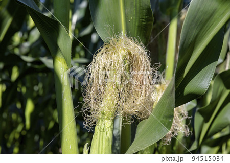 Green corn illuminated by sunlight Green corn illuminated by sunlight 94515034