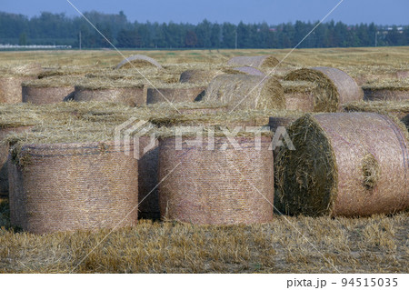 Straw stacks lying in the field after harvesting cereals 94515035