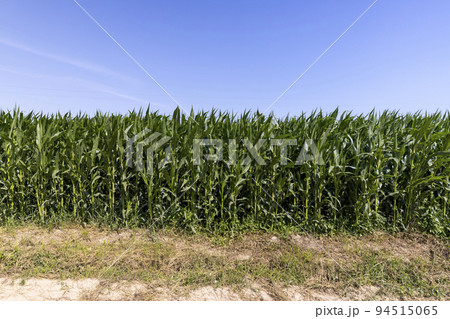 Green corn bushes in the field 94515065