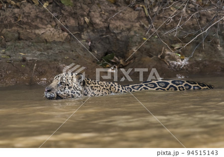 Jaguar swimming in the Cuaiaba river ,Pantanal,Mato Grosso,Brazil 94515143