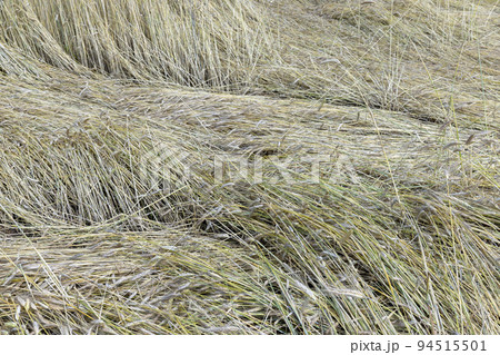 An agricultural field where wheat is grown 94515501