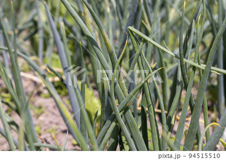 Green onions on the field in the summer 94515510