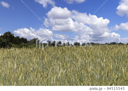 Wheat field with unripe wheat swaying in the wind 94515545