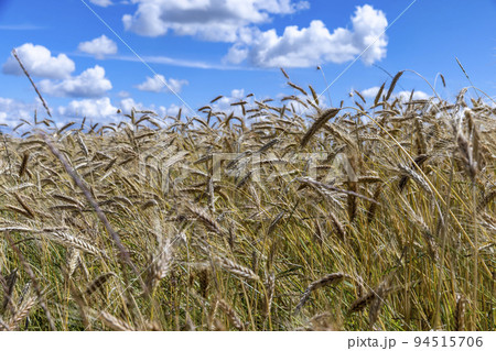 An agricultural field where wheat is grown 94515706