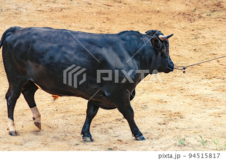 闘牛 山古志の牛の角突き (長岡市山古志地域) 山古志闘牛場 闘牛 山古志の牛の角突き (長岡市山古志地域) 山古志闘牛場 94515817