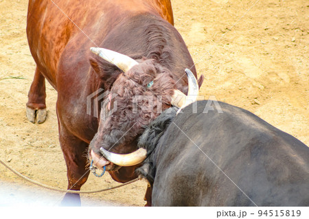 闘牛　山古志の牛の角突き (長岡市山古志地域)　山古志闘牛場 94515819