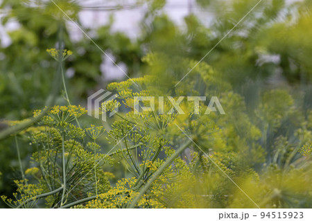 Green dill in the wind at the end of summer Green dill in the wind at the end of summer 94515923