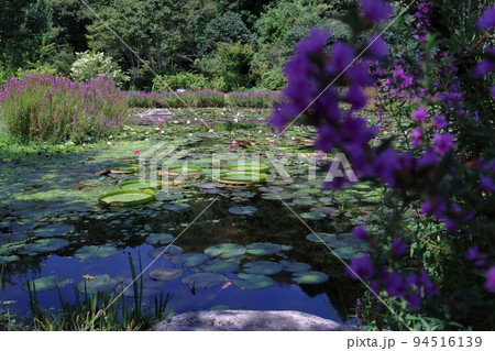 色とりどりの花 星ヶ丘公園 夏 (高知県 三原村) 色とりどりの花 星ヶ丘公園 夏 (高知県 三原村) 94516139