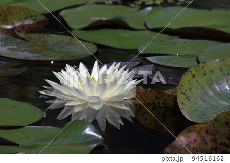 白いスイレン 水面で花開く (高知県 三原村) 白いスイレン 水面で花開く (高知県 三原村) 94516162