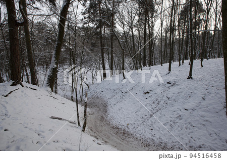Deciduous trees in the snow in winter Deciduous trees in the snow in winter 94516458