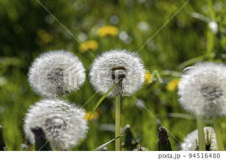 A field with a large number of dandelions in the summer A field with a large number of dandelions in the summer 94516480