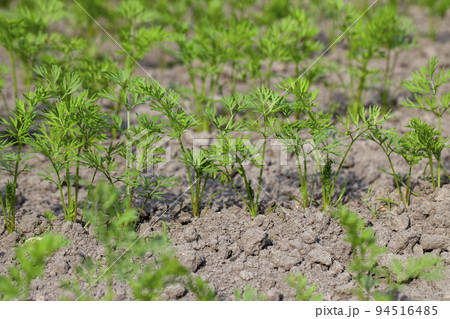 An agricultural field where a large number of carrots grow An agricultural field where a large number of carrots grow 94516485