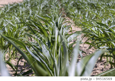 an agricultural field where young green corn grows an agricultural field where young green corn grows 94516569