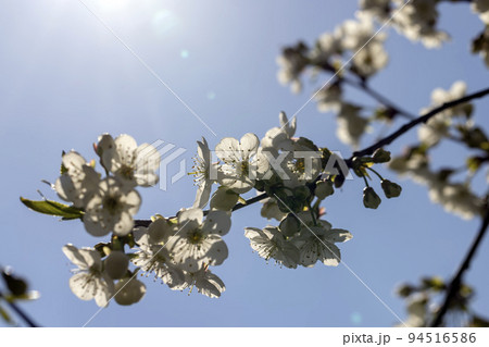 apple fruit trees blooming in the spring season apple fruit trees blooming in the spring season 94516586