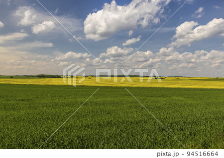 An agricultural field where green cereals grow An agricultural field where green cereals grow 94516664