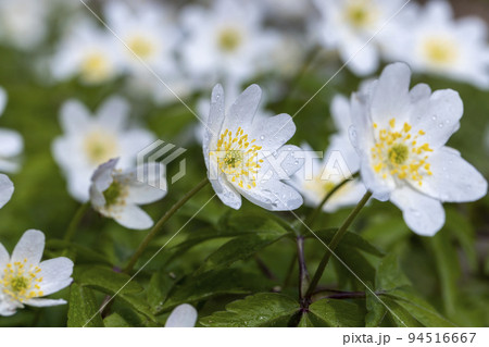 spring white flowers sprouting in the forest spring white flowers sprouting in the forest 94516667