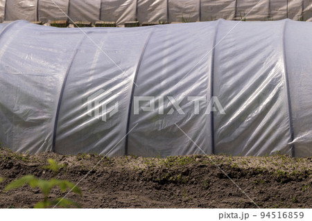 Growing tomatoes in a homemade simple greenhouse 94516859