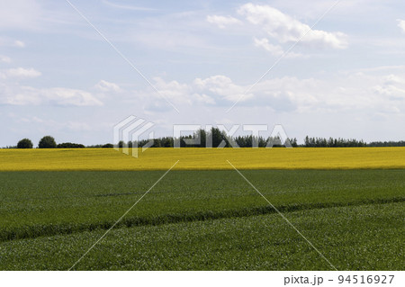 An agricultural field where green cereals grow An agricultural field where green cereals grow 94516927