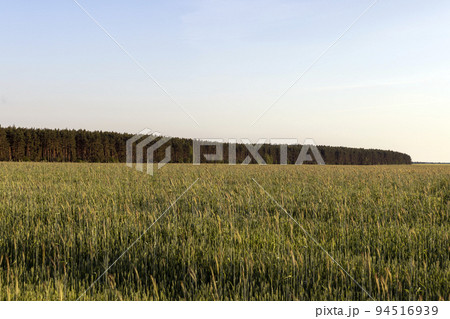 An agricultural field where ripening cereals grow An agricultural field where ripening cereals grow 94516939