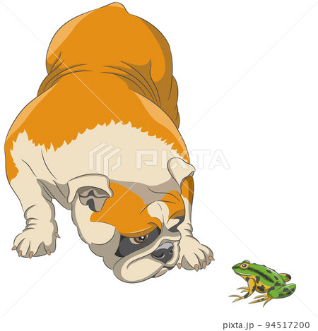 Vector drawing of an English bulldog and a green frog isolated on a white background. 94517200