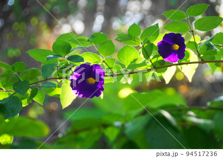 森に咲く紫の花　熱帯植物(1月)ツンベルギア10 94517236