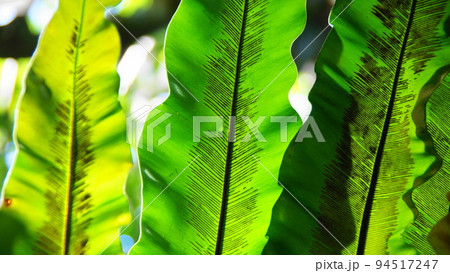 緑の葉の葉脈が美しい　熱帯植物(1月)葉オオタニワタリ17H16.9 94517247