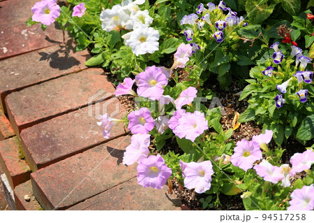ペチュニアの花 94517258