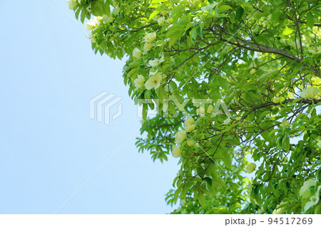 ウンナンヤマボウシの花 94517269