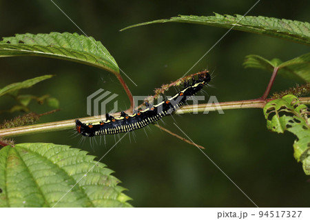 フクラスズメの幼虫 94517327