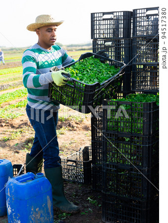 Man working at vegetable farm, stacking crates 94517380