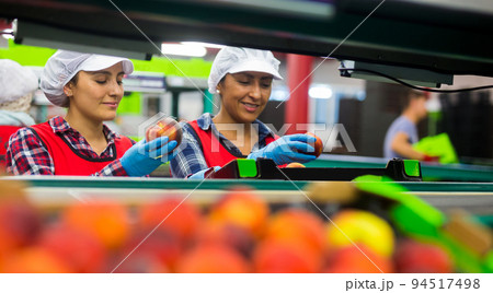 Focused woman working on fruit sorting line at warehouse Focused woman working on fruit sorting line at warehouse 94517498