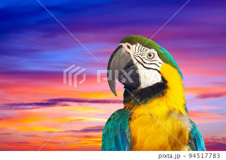 Closeup of macaw against sunset 94517783