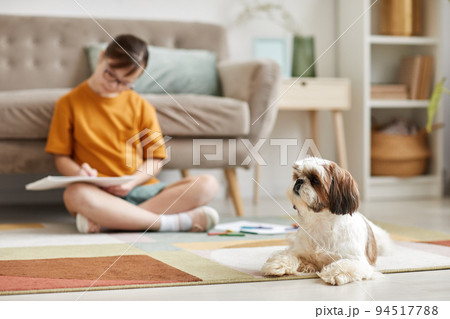Shi Tsu Dog On Carpet 94517788