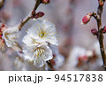 吉野公園の白梅の花 94517838