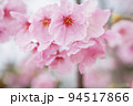 早咲き種の陽光桜をクローズアップ 94517866