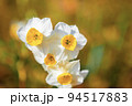 水仙の花 94517883