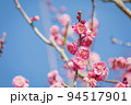 ピンク色の梅の花 94517901