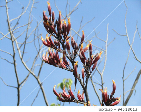 四〇年に一度咲くと言うニューサイランの花が咲き始めました 94518013