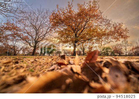 落ち葉 晩秋の公園・夕景 落ち葉 晩秋の公園・夕景 94518025