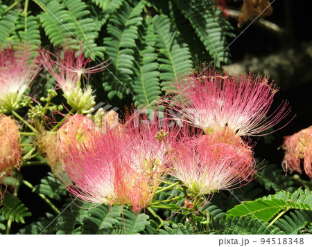 夏に咲くピンクのの花はネムノキの花 夏に咲くピンクのの花はネムノキの花 94518348