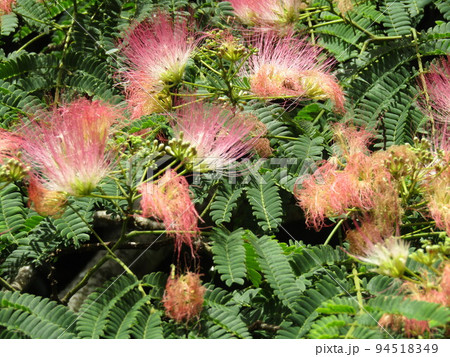 夏に咲くピンクのの花はネムノキの花 夏に咲くピンクのの花はネムノキの花 94518349