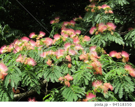 夏に咲くピンクのの花はネムノキの花 94518350