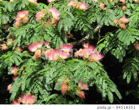 夏に咲くピンクのの花はネムノキの花 夏に咲くピンクのの花はネムノキの花 94518351